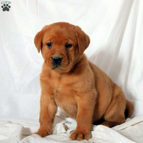 Emmett, Fox Red Labrador Retriever Puppy