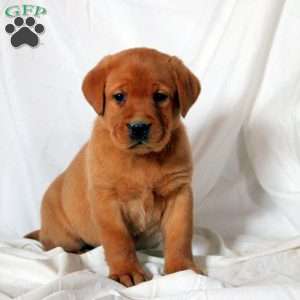 Emmett, Fox Red Labrador Retriever Puppy
