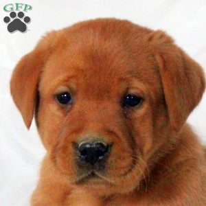 Emmett, Fox Red Labrador Retriever Puppy