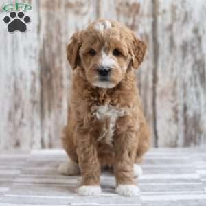 Emmi, Mini Goldendoodle Puppy