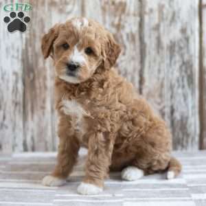 Emmi, Mini Goldendoodle Puppy