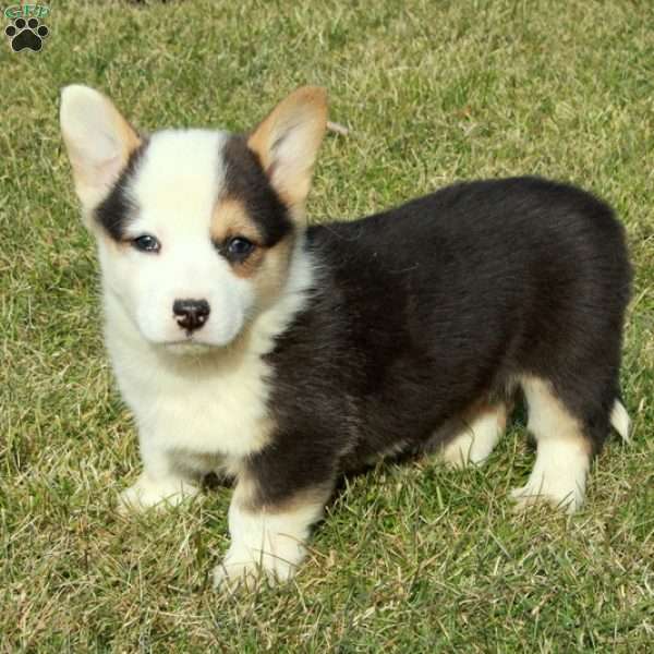 Endo, Pembroke Welsh Corgi Puppy