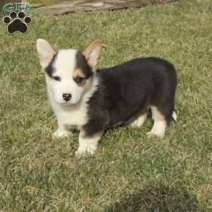 Endo, Pembroke Welsh Corgi Puppy