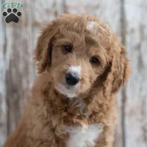 Enrico, Mini Goldendoodle Puppy