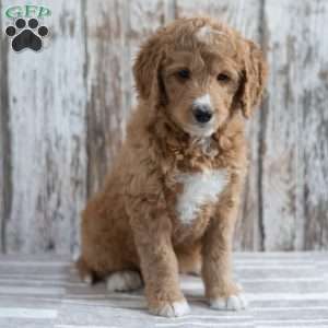 Enrico, Mini Goldendoodle Puppy