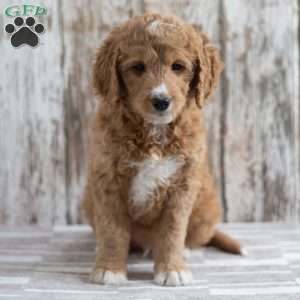 Enrico, Mini Goldendoodle Puppy
