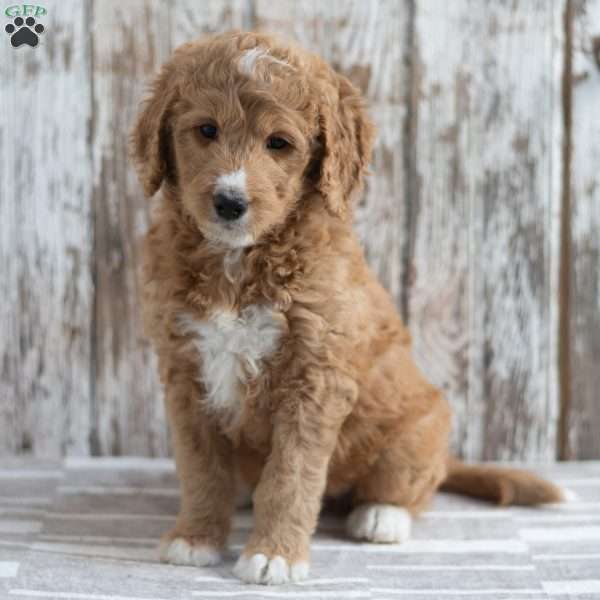 Enrico, Mini Goldendoodle Puppy
