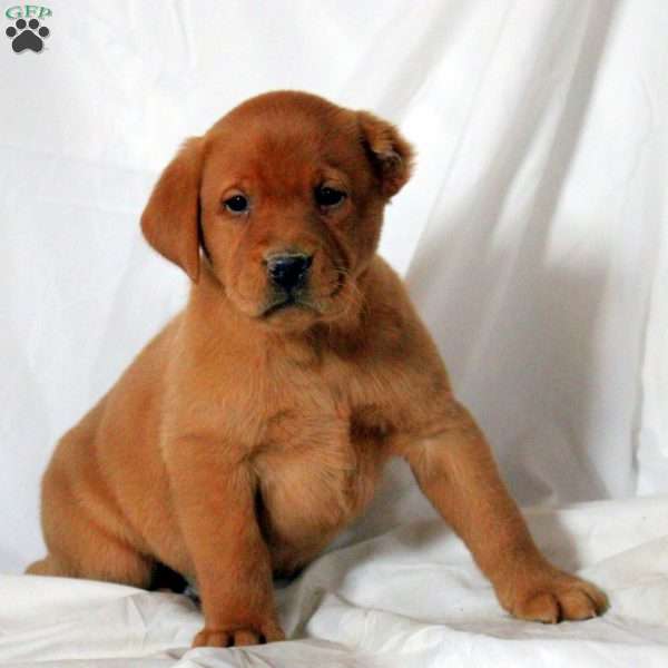 Enzo, Fox Red Labrador Retriever Puppy
