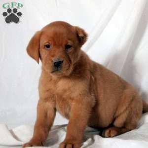 Enzo, Fox Red Labrador Retriever Puppy
