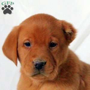 Enzo, Fox Red Labrador Retriever Puppy