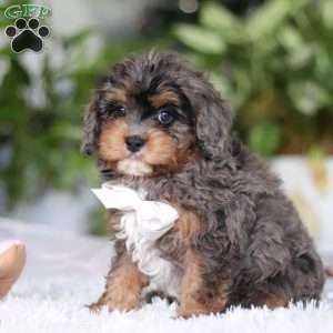 Eric, Cavapoo Puppy