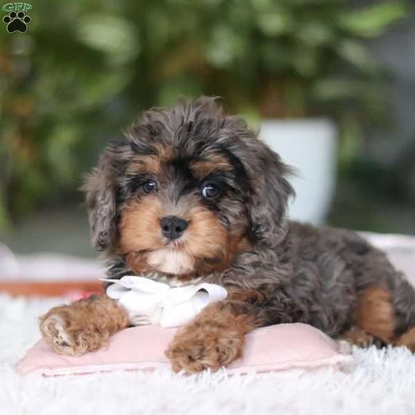 Eric, Cavapoo Puppy
