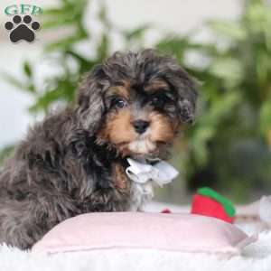 Eric, Cavapoo Puppy