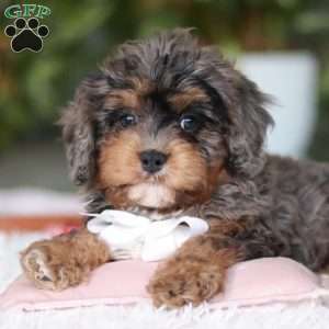 Eric, Cavapoo Puppy