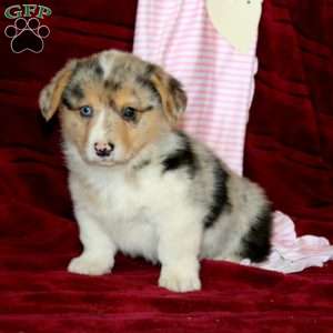 Eric, Pembroke Welsh Corgi Puppy
