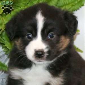 Ethan, Miniature Australian Shepherd Puppy