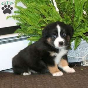 Ethan, Miniature Australian Shepherd Puppy