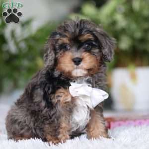 Eric, Cavapoo Puppy