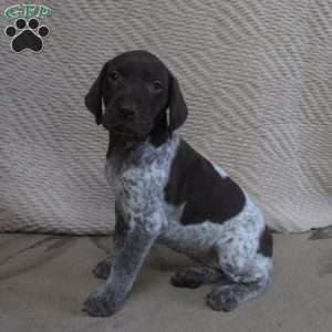 Erica, German Shorthaired Pointer Puppy