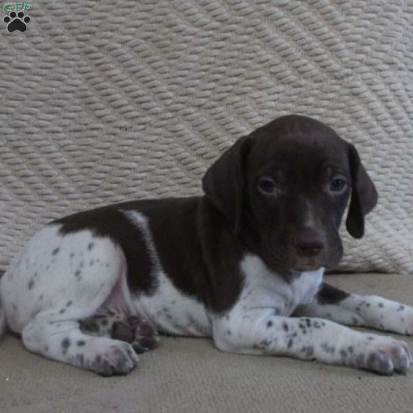 Erica, German Shorthaired Pointer Puppy