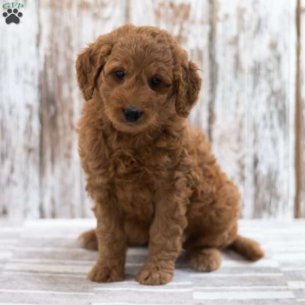 Erin, Mini Goldendoodle Puppy