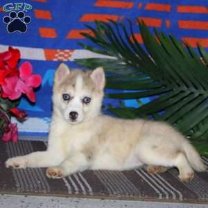 Erma, Pomsky Puppy