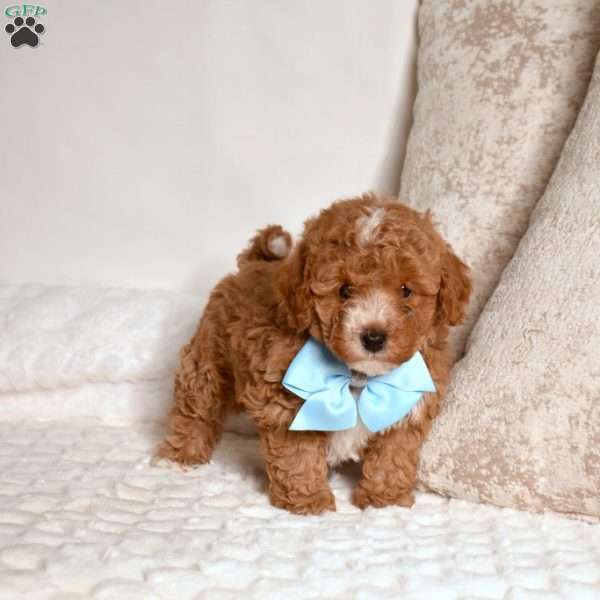 Ernie, Miniature Poodle Puppy