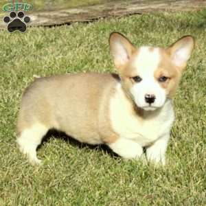 Ernie, Pembroke Welsh Corgi Puppy