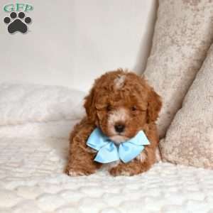Ernie, Miniature Poodle Puppy