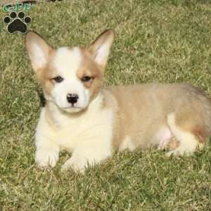 Ernie, Pembroke Welsh Corgi Puppy