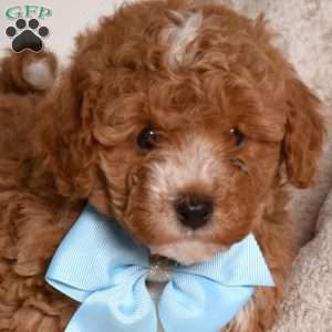 Ernie, Miniature Poodle Puppy