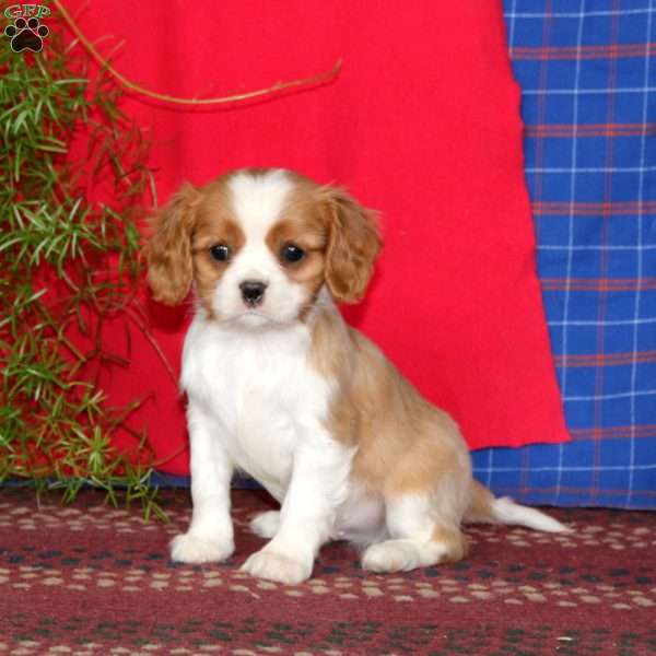 Ernie, Cavalier King Charles Spaniel Puppy