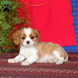 Ernie, Cavalier King Charles Spaniel Puppy