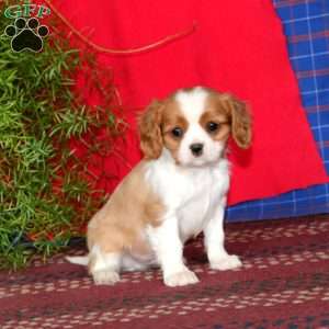 Ernie, Cavalier King Charles Spaniel Puppy