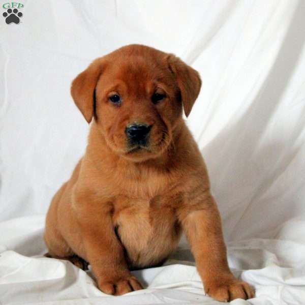Esme, Fox Red Labrador Retriever Puppy