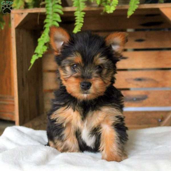 Esme, Yorkie Puppy