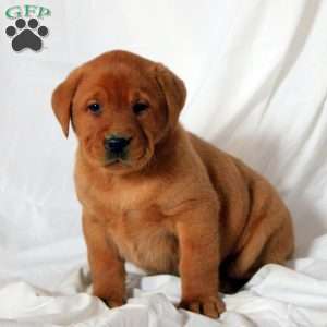Esme, Fox Red Labrador Retriever Puppy