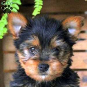 Esme, Yorkie Puppy