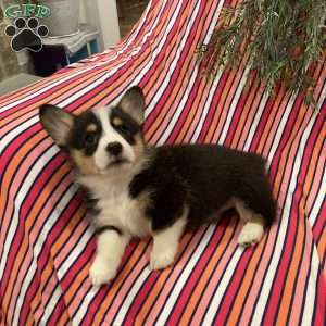 Espresso, Pembroke Welsh Corgi Puppy