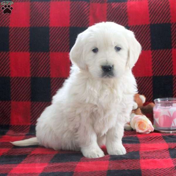 Esther, English Cream Golden Retriever Puppy