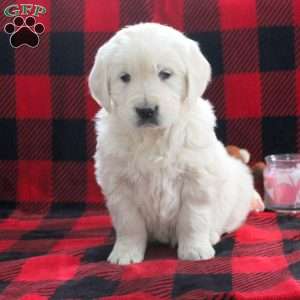 Esther, English Cream Golden Retriever Puppy