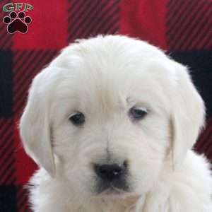 Esther, English Cream Golden Retriever Puppy
