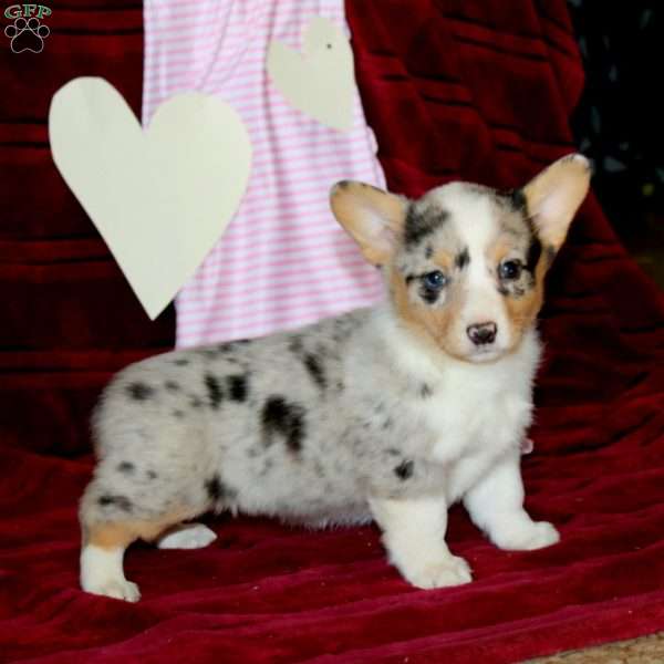 Esther, Pembroke Welsh Corgi Puppy