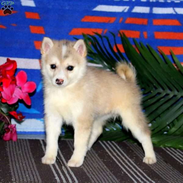 Esther, Pomsky Puppy