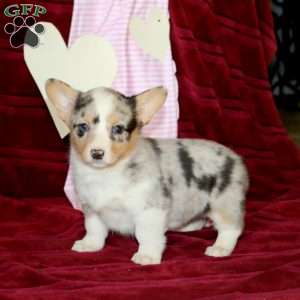 Esther, Pembroke Welsh Corgi Puppy
