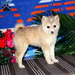 Esther, Pomsky Puppy