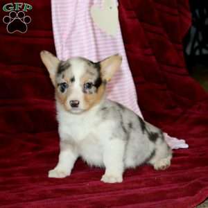Esther, Pembroke Welsh Corgi Puppy