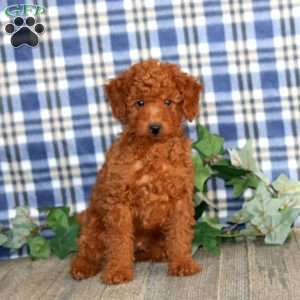 Ethan, Miniature Poodle Puppy