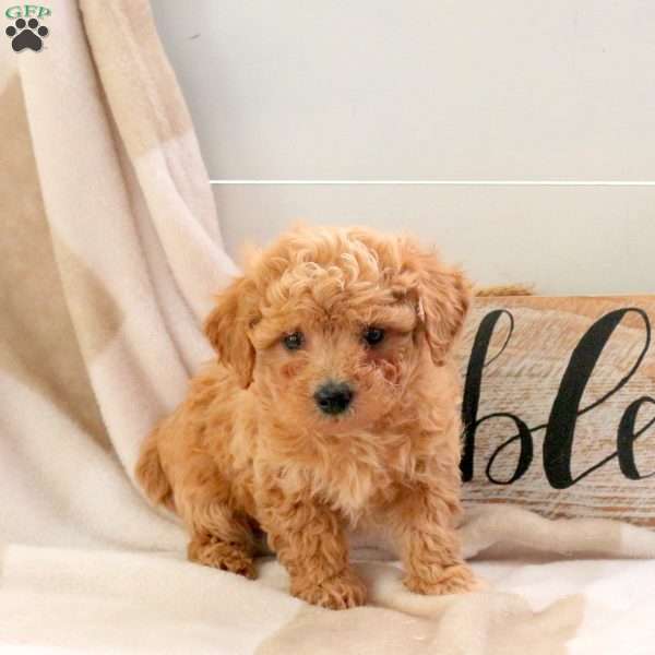 Ethan, Bich-Poo Puppy