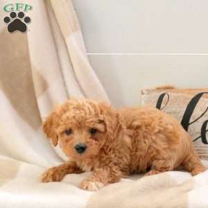 Ethan, Bich-Poo Puppy